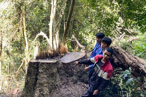Lâm Đồng: Bắt giữ nhóm đối tượng khai thác, vận chuyển gỗ trái phép