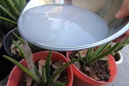 3 thứ bỏ đi nhưng đem ngâm với nước lại trở thành 'báu vật' để tưới hoa