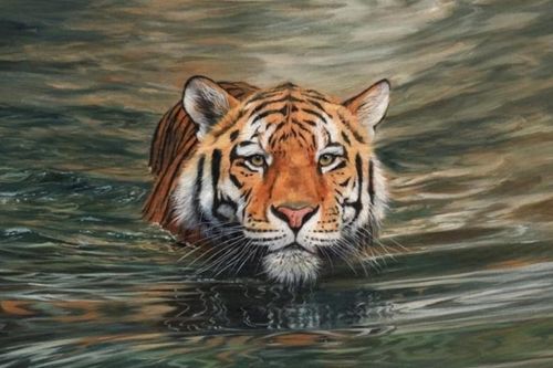 Vì sao hổ không sợ nước, rất thích bơi và bơi giỏi?