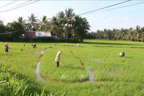 Hàn Quốc khởi động sáng kiến 'K-rice Belt' với 8 nước châu Phi