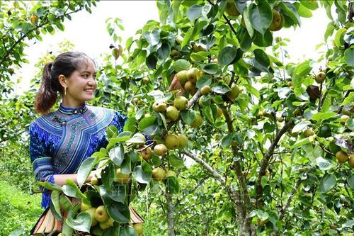 Ngành nông nghiệp Lào Cai: Thực hiện đồng bộ các giải pháp để về đích 2023