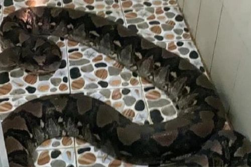 'Nổi da gà' khi phát hiện trăn gấm 50kg nằm ở nhà vệ sinh