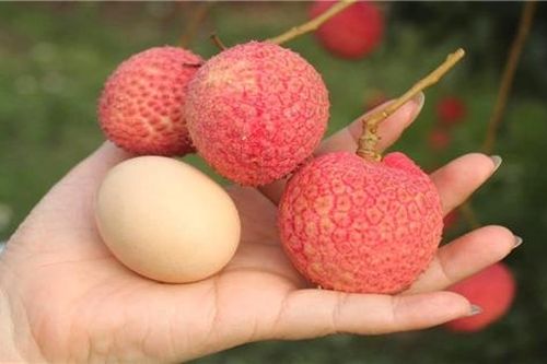 Trái vải độc lạ và cơ hội nâng tầm nông sản Việt