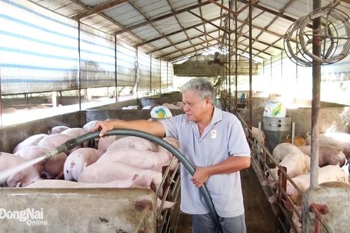 Nhiều trang trại chăn nuôi 'quên' giấy phép môi trường