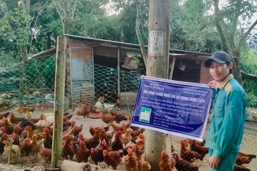 Sử dụng nguồn thức ăn có dược liệu, hướng đi mới cho ngành chăn nuôi