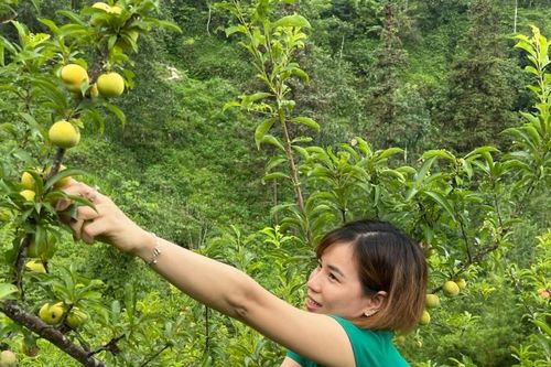 Thành công từ trồng mận địa phương