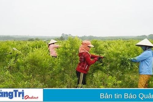 Biến diện tích đất bạc màu thành vùng trồng dược liệu hữu cơ