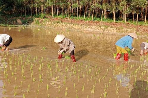 Phú Bình: Nhân rộng hoạt động giúp hội viên cấy lúa vụ mùa
