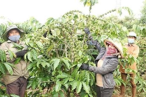 Tín hữu Tin Lành góp phần ổn định kinh tế vùng dân tộc thiểu số ở Gia Lai