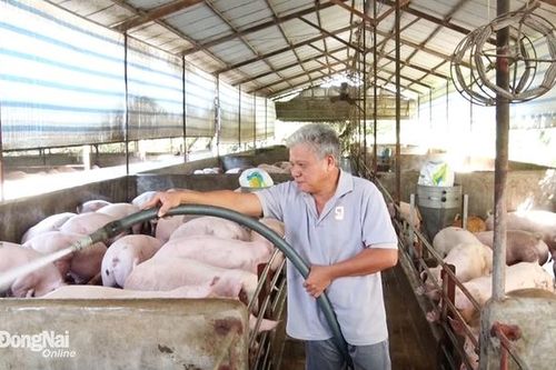 Đồng Nai: Gần 1.000 cơ sở chăn nuôi 'lơ' giấy phép môi trường