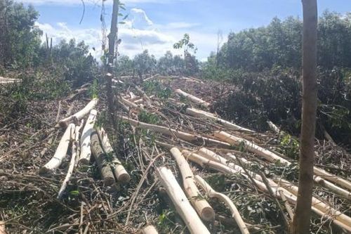 Vụ chiếm dụng rừng trồng keo: BQL Rừng phòng hộ Sơn Hòa nói gì?