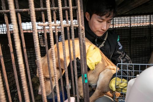 Hàn Quốc vẫn tranh cãi về thịt chó