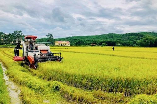Hà Nội: Tập trung ruộng đất để phát triển những vùng lúa tiêu chuẩn xuất khẩu