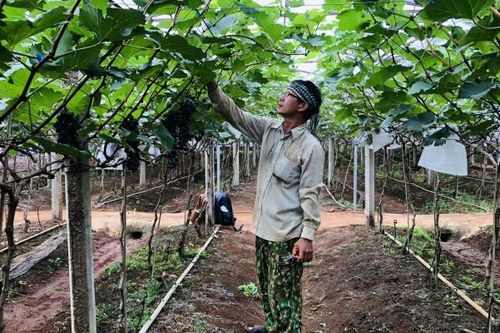 Gia Lai: Anh nông dân chân đất đánh liều rót hơn 1 tỷ đồng trồng nho hữu cơ