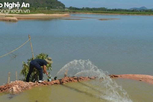 Xã miền núi huyện Nghi Lộc huy động 5 bơm dã chiến hút chuyền nước lòng hồ cứu lúa