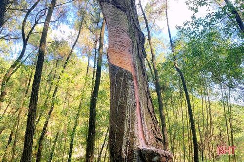 Cảnh báo khai thác nhựa thông kiểu tận diệt
