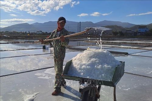Diêm dân Quảng Bình được mùa, được giá
