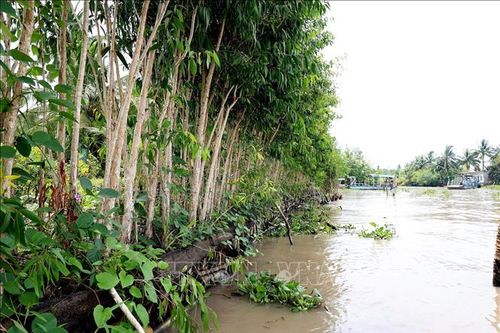 Ổn định đời sống người dân vùng sạt lở ở Hậu Giang