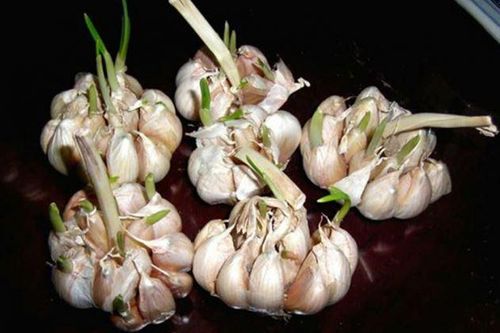 Củ tỏi bán đầy ngoài chợ nhưng có 4 dấu hiệu này thì đừng mua kẻo phí tiền