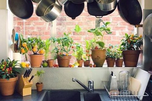 Sáng tạo khu vườn thảo mộc ngay trong căn bếp gia đình với những ý tưởng cực hay