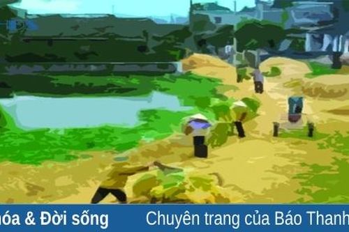 Chiều thơm