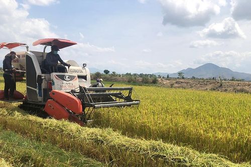 Đak Đoa đưa giống lúa mới vào sản xuất