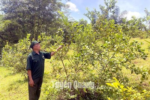 Cựu chiến binh Lâm Bình giúp nhau phát triển kinh tế
