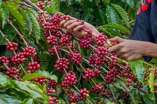 Giá cà phê hôm nay 12/7: Giảm nhẹ, dự trữ cà phê Robusta xuống thấp nhất 7 năm