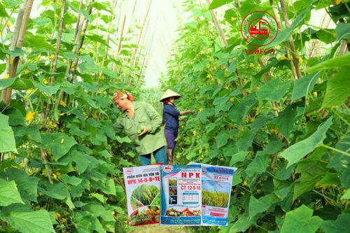 Phân bón Văn Điển: Lựa chọn thích hợp cho vùng chuyên canh rau sạch Hà Nội