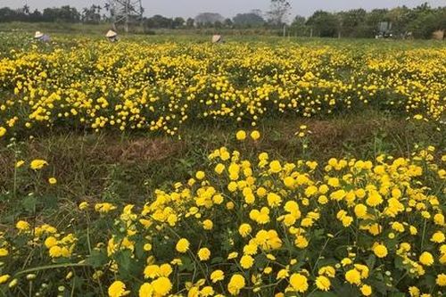 'Thổi lửa' xây dựng nông thôn mới theo hướng đô thị