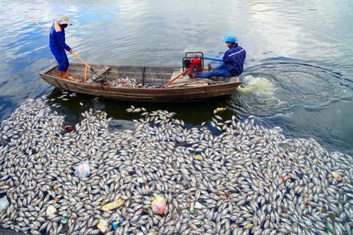 Hàng tấn cá chết nổi trắng mặt hồ An Biên