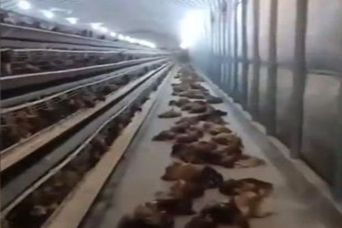 Mất điện 2 tiếng, 4.000 con gà chết thảm vì nóng