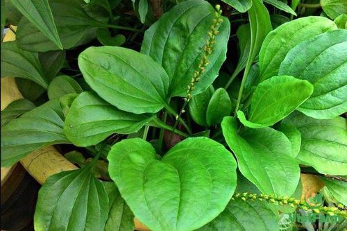 Bài thuốc chữa bệnh từ cây mã đề
