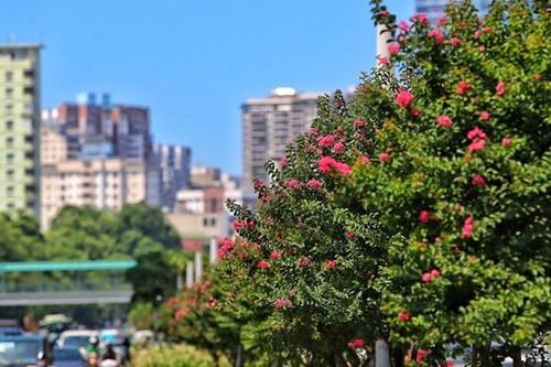 Hoa tường vi khoe sắc trên con đường từng được mệnh danh 'đẹp nhất Việt Nam'