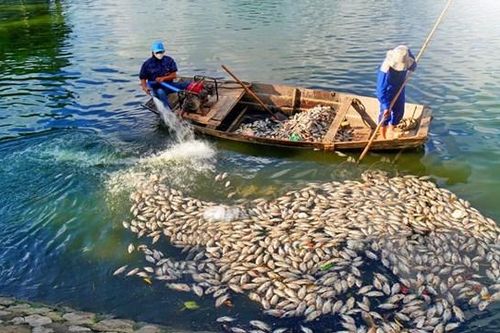 Hải Phòng: Khắc phục tình trạng cá chết hàng loạt tại hồ An Biên