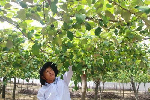 Trồng táo Thái Lan nhìn đâu cũng thấy trái, vườn đẹp như phim