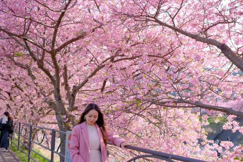 Việt Nam nằm trong top đầu thị trường trọng điểm du lịch của Nhật Bản
