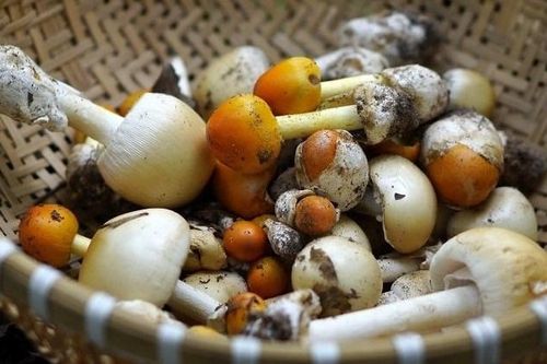 Món ngon mùa mưa Nam Bộ, có tiền cũng khó mua