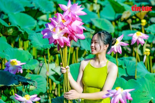 Xanh mát mắt đầm sen cổ nhất Hà Nội