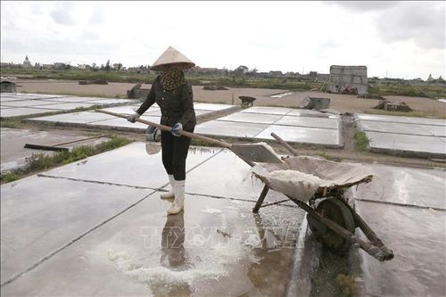 Diêm dân Nam Định phấn khởi vì vụ muối được mùa, được giá