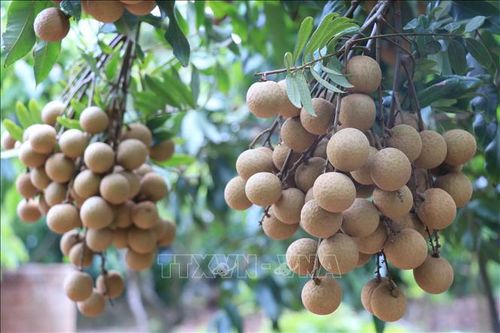 Hưng Yên xúc tiến tiêu thụ nhãn sang thị trường Nhật Bản