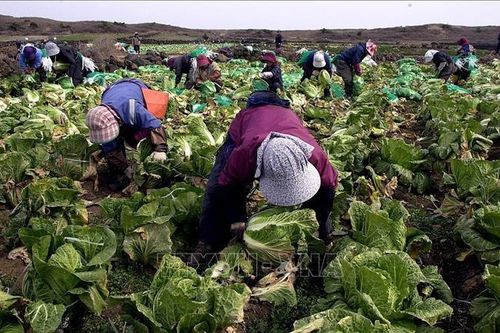 Hàn Quốc công bố biện pháp cải thiện tình trạng thiếu nhân lực