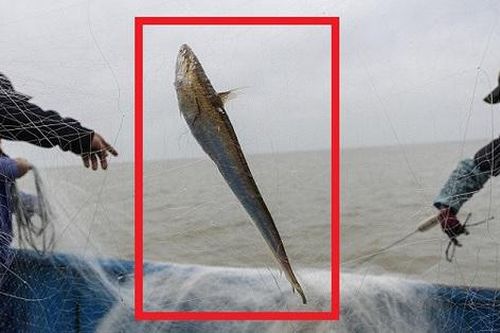 Con cá hơn 3 lạng có giá bằng 4 cây vàng