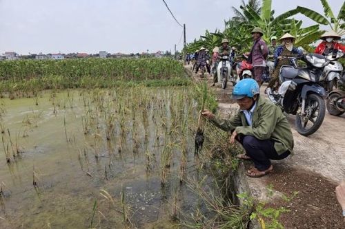 Tỉnh ủy Thái Bình hỏa tốc chỉ đạo làm rõ lý do lúa chết bí ẩn do Báo Công Thương phản ánh