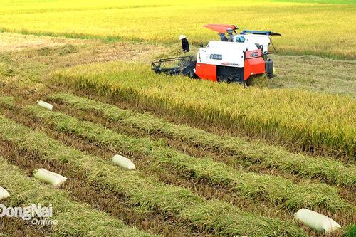 Quy định mới xử phạt vi phạm hành chính về trồng trọt