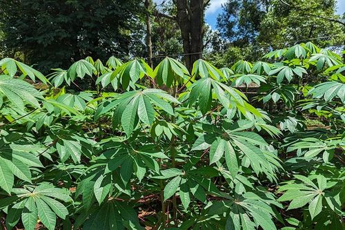 Bài học từ lá mì