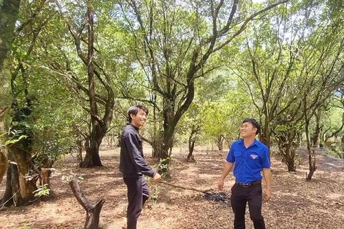 Kỳ thú khu rừng lùn ở Ia Grai