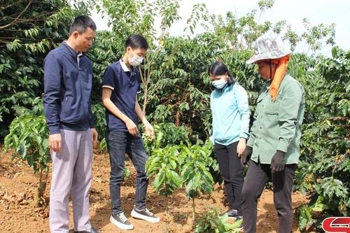 Nhân rộng mô hình sản xuất cà phê theo chuỗi liên kết