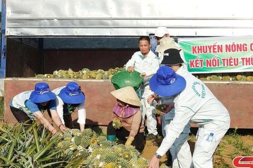 Tổ khuyến nông cộng đồng - hỗ trợ nông dân sản xuất bền vững