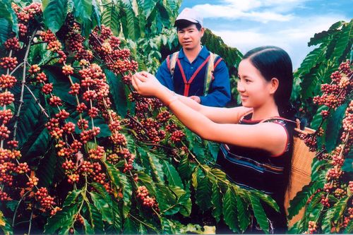 Đầu tư chế biến sâu để ngành cà phê Việt thành 'con hổ biết gầm'